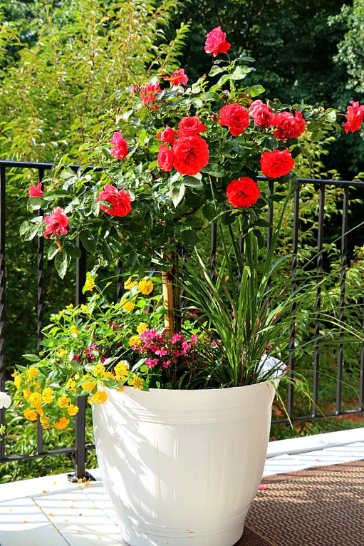Can You Grow Knockout Roses in a Pot 
