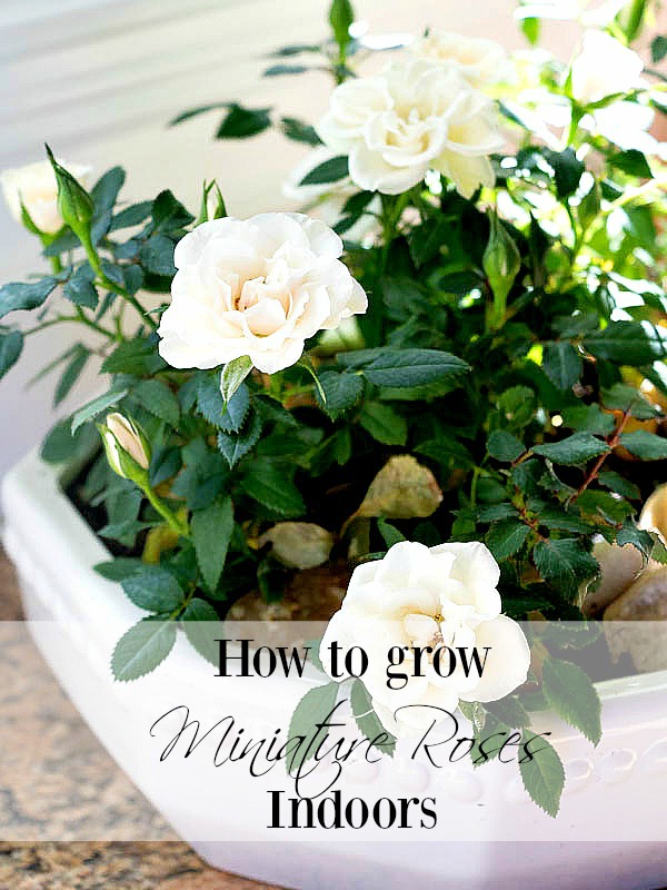 How to care for Miniature Rose Plants Indoors - Duke Manor Farm by