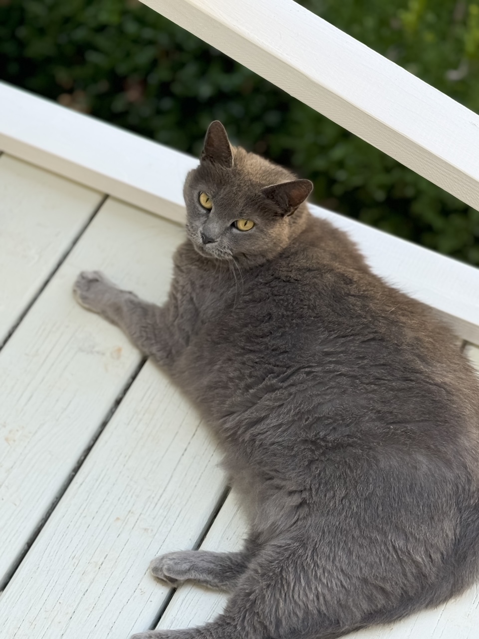 gray cat on a outdoor deck