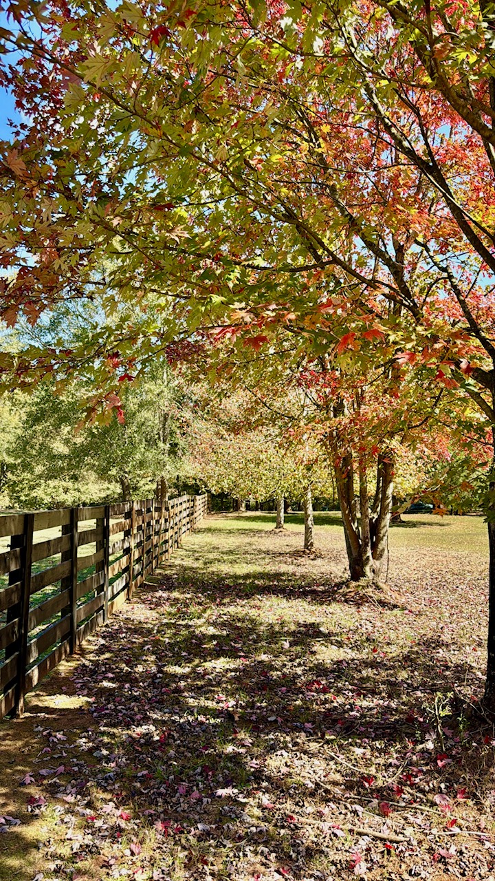 fall color of trees along fence line