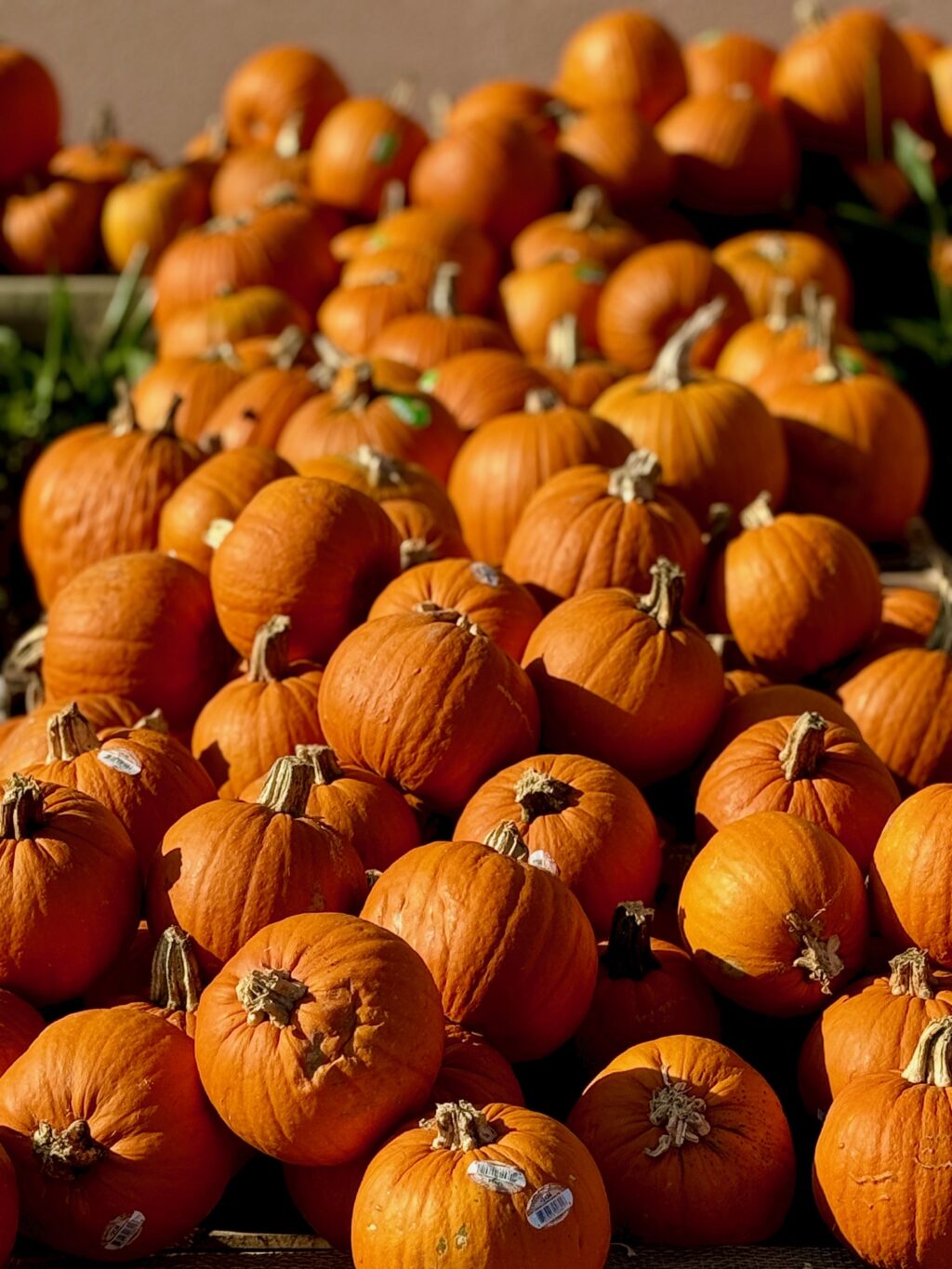 orange pumpkins on display