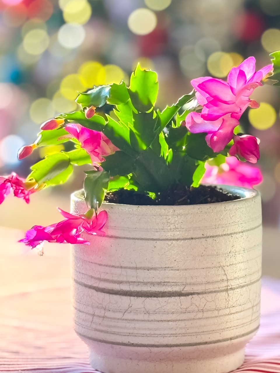 christmas cactus with pink blooms in a white vessel