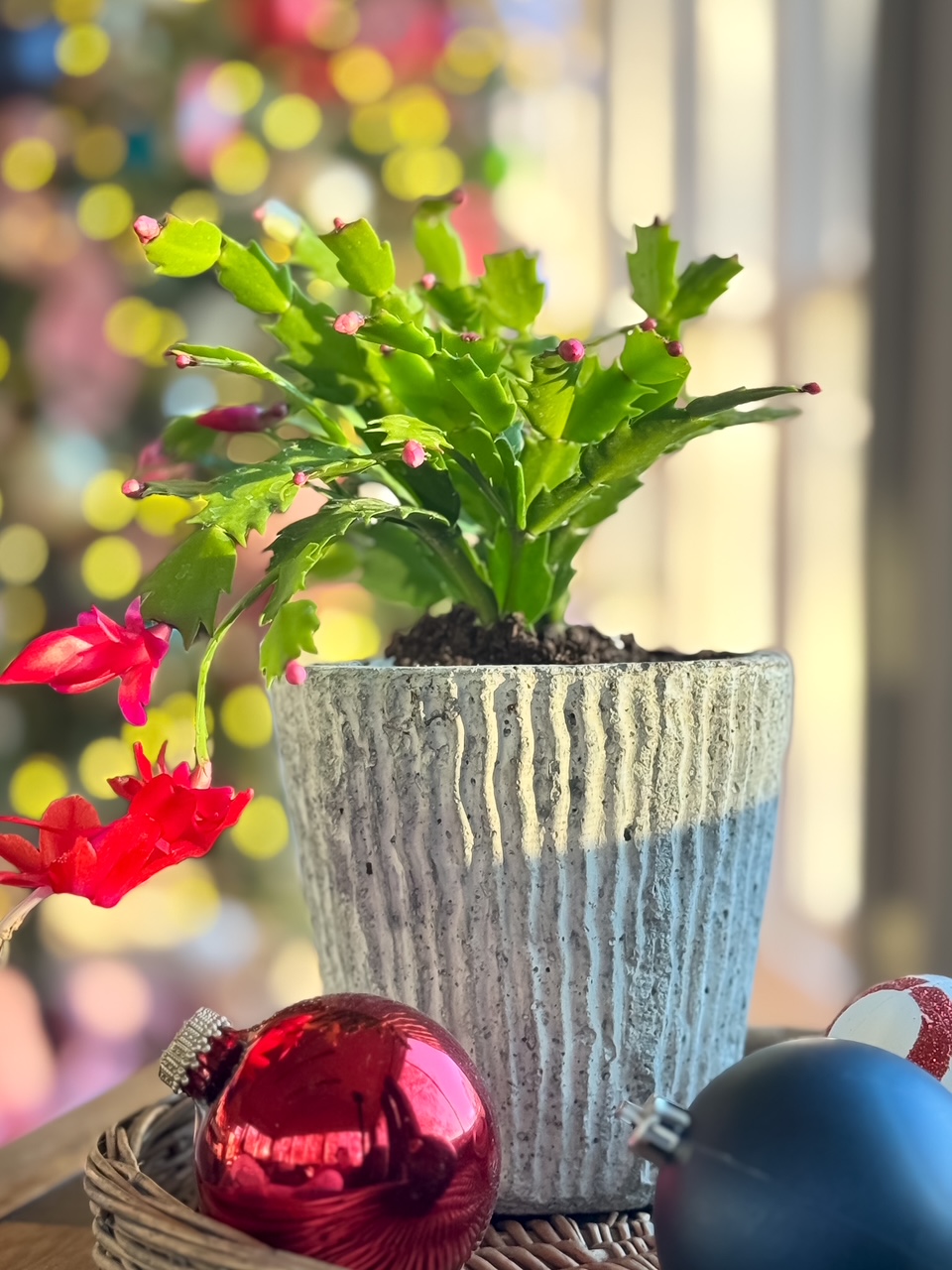 christmas cactus care from Duke Manor Farm