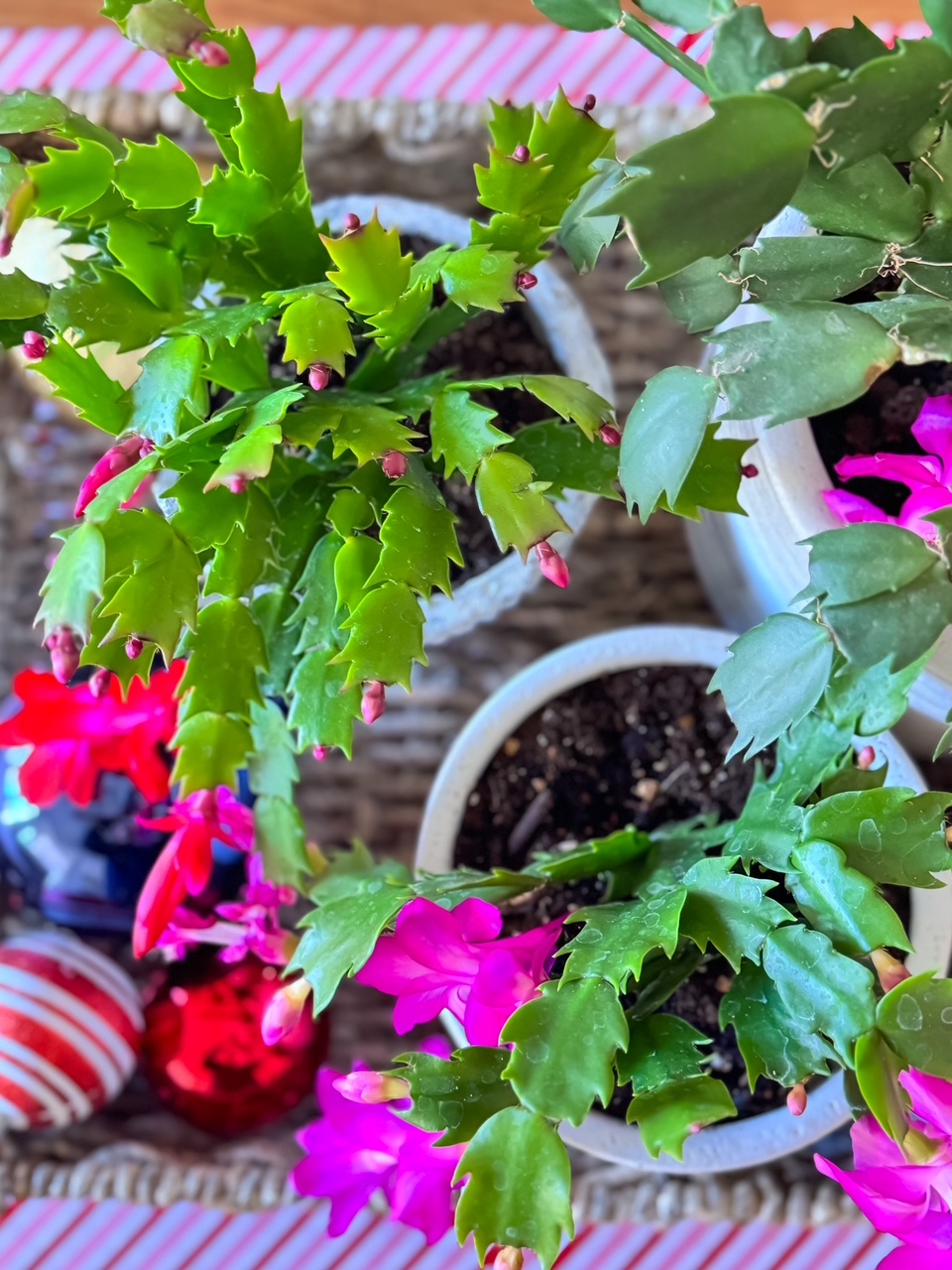 ariel view of christmas cactus in a basket