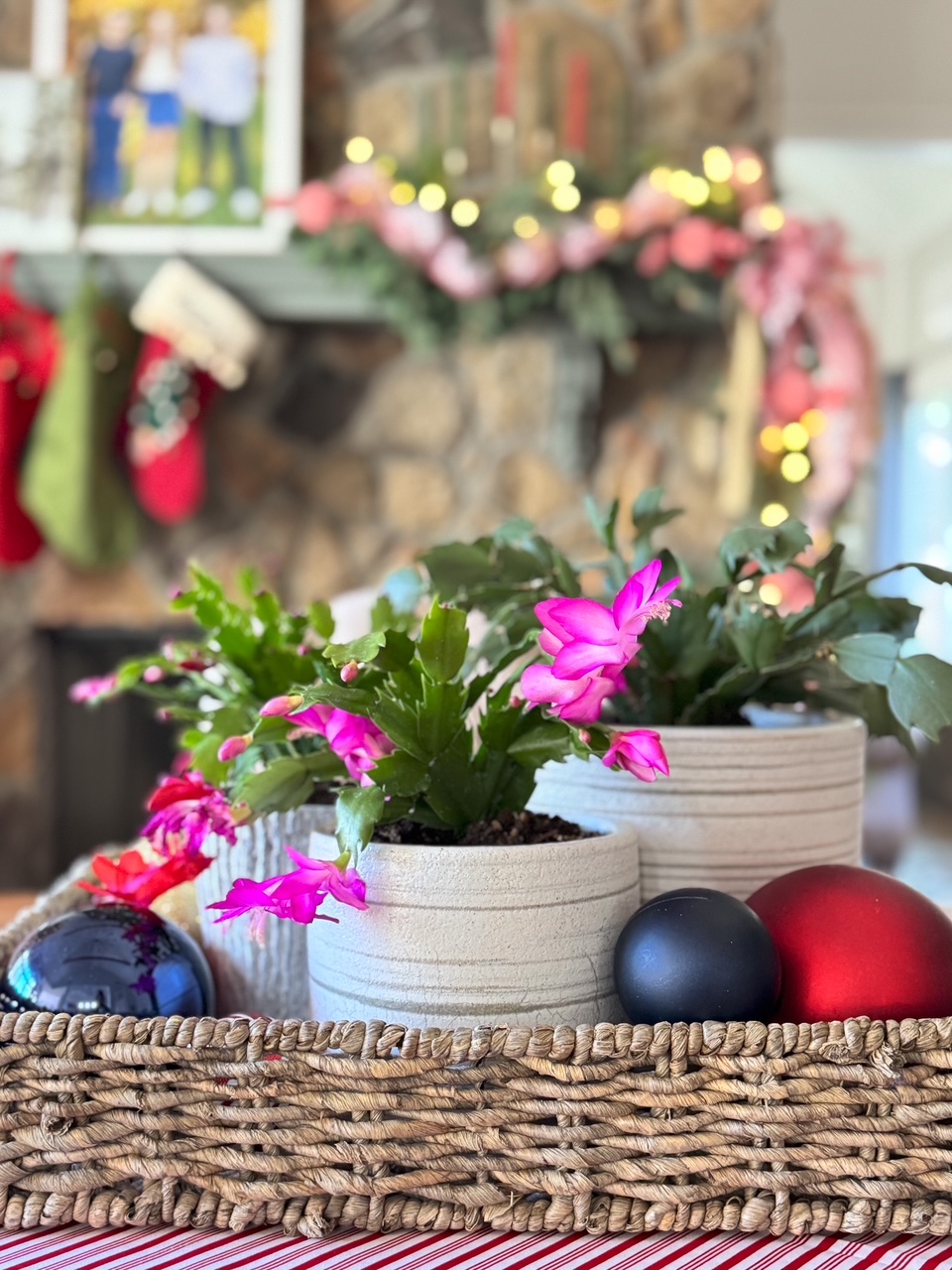 wicker tray with pots of christmas cactus