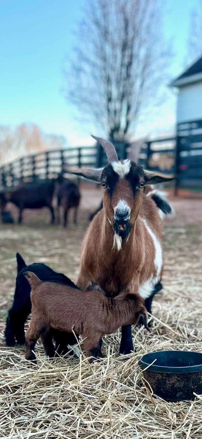 mama goat with baby kids