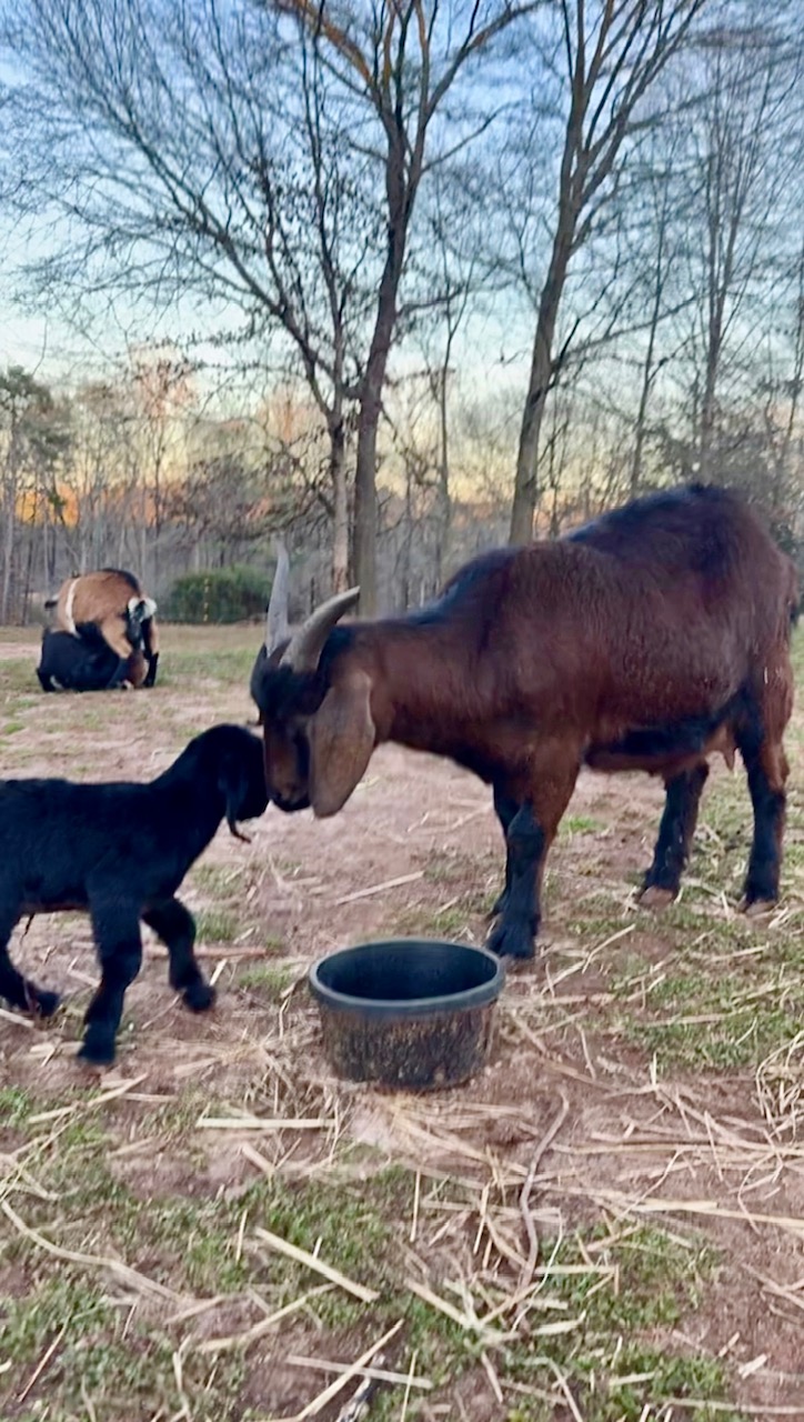 mama goat and her baby kid